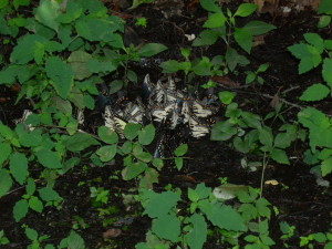 Butterflies drinking from a puddle in Great Smoky Mountains National Park