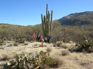 A large Saguaro cactus